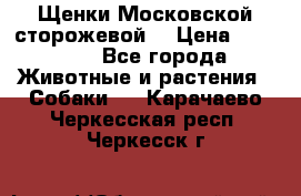 Щенки Московской сторожевой  › Цена ­ 25 000 - Все города Животные и растения » Собаки   . Карачаево-Черкесская респ.,Черкесск г.